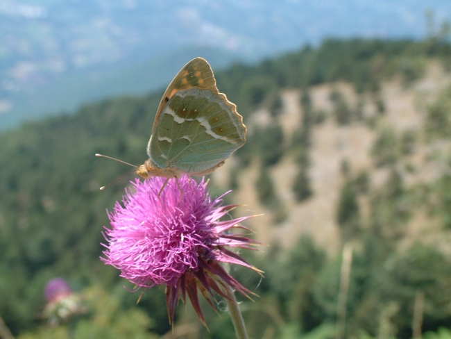 Argynnis pandora